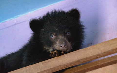 El Zoológico de Quito emprende una campaña para recaudar fondos y construir un espacio adaptado al hábitat natural de la osezna andina Sisa