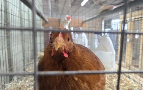 Una gallina en venta se sienta en su jaula en la tienda Wabash Feed & Garden en Houston, Texas, el 10 de febrero de 2025.