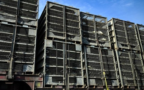 Los pollos son transportados en un remolque semirremolque por la autopista 99 cerca de Fresno, California, el 12 de febrero de 2025.