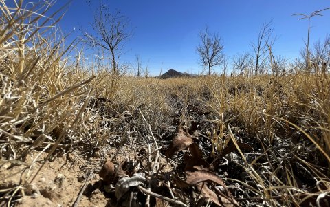 Panorama. Las plantaciones se encuentran secas por falta de lluvias.