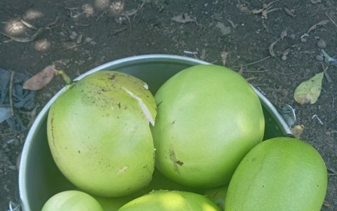 El mate, con su pulpa rica en antioxidantes, vitaminas y minerales, ha sido utilizado para tratar diversas dolencias.