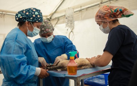 Situación. Los animales maltratados en Loja son llevados hasta el Centro de Protección de fauna urbana.