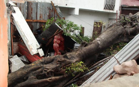 El árbol destruyó los moldes para monigotes.