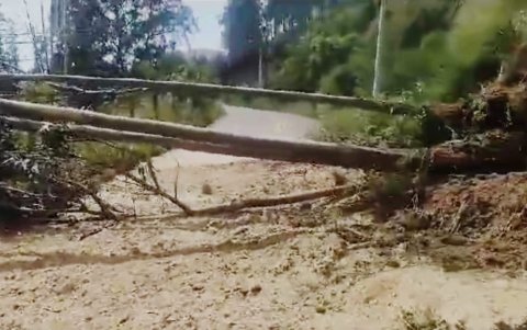 Un árbol cayó sobre la calle Carapungo y obstaculizó el paso de esa vía de Llano Chico, norte de Quito.
