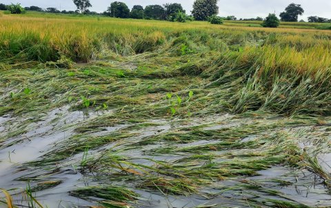 Santa Lucía. Los fuertes vientos tumbaron las plantas de arroz.