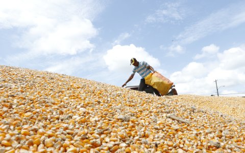 El trabajo de la cosecha de maíz empezará en la segunda semana de abril de 2025.