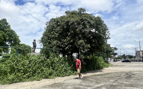 Monte. En la parte externa del redondel de Sauces 6 se puede observar cómo la maleza ha crecido; esto llama la atención de la gente que pide que no se descuide el sitio.