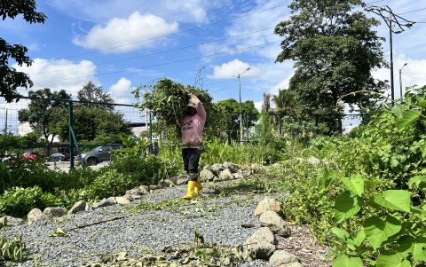 Poda. Personal de La Iguana saca la vegetación rastrera que ha crecido. En abril pondrán los letreros de las especies.