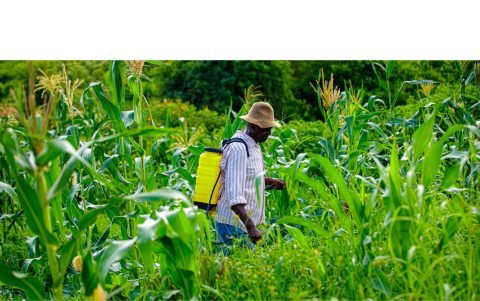 Cultivos resistentes