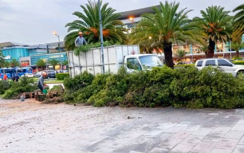 Los incidentes por la caída de árboles se han reportado en la zona urbana, como en la av. Naciones Unidas, norte de Quito.