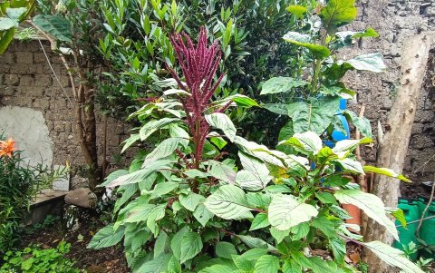 En la huerta de la investigadora Nydia Vázquez se puede encontrar el ataco, una planta tradicional para las infusiones.
