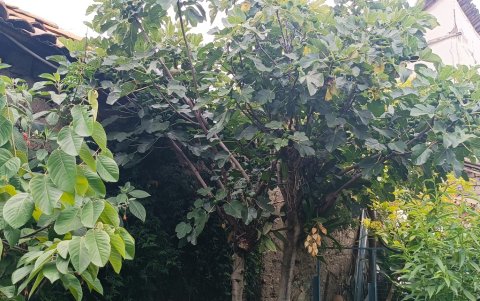 Un árbol de higo también es parte del huerto de Nydia Vázquez.