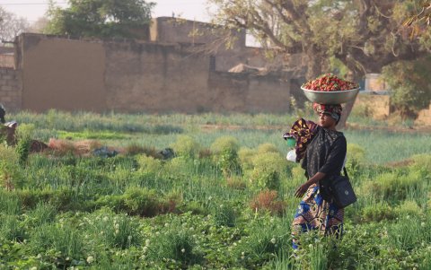 Una mujer acarrea un barreño lleno de fresas recolectadas en un huerto en la capital de Burkina Faso, Uagadugú.