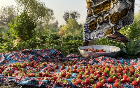 Fresas recogidas en un huerto en la capital de Burkina Faso, Uagadugú.