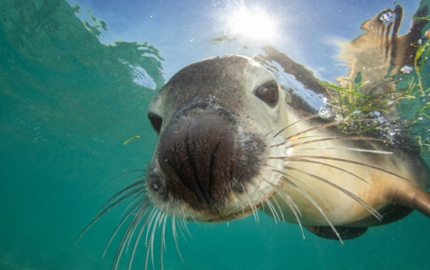 Las Islas Galápagos, un paraíso natural, sirven de hogar y escenario para el viaje de vida de Leo, el joven león marino en el documental de Disney Nature.