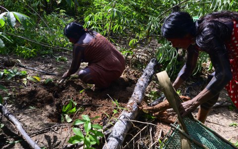 Mujeres indígenas cosechan yuca en un huerto cerca de sus hogares en la aldea de Metuktire, en la selva amazónica del estado de Mato Grosso, Brasil.