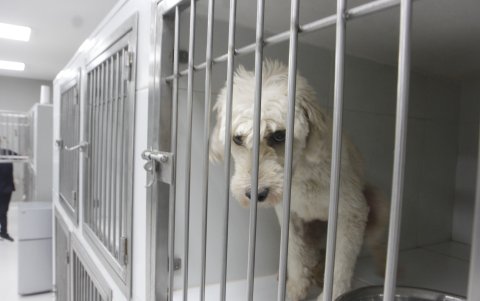Rescates. Los perros que son rescatados se mantienen durante un tiempo enjaulados hasta que logren tener la documentación completa y poder ser puestos en adopción.