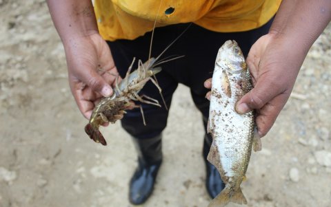 Los chicos tras una larga jornada bajo el agua logran capturar camarones y peces