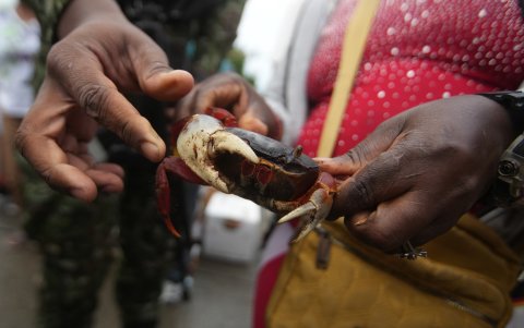 Uno de los ejemplares de cangrejo azul que fueron recuperados este domingo en un mercado de Cali, principal ciudad del suroeste de Colombia.