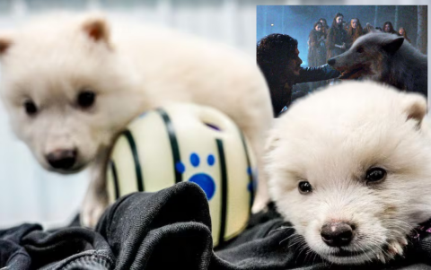 Rómulo y Remo, los primeros lobos terribles “resucitados” por ingeniería genética.