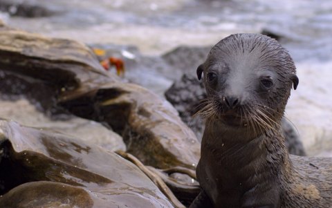 Leo, el león marino protagonista del documental.
