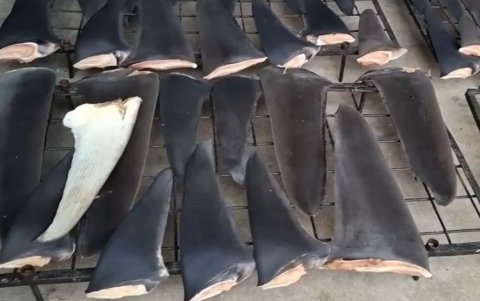 Aletas de tiburón fueron incautadas por la Policía Nacional.