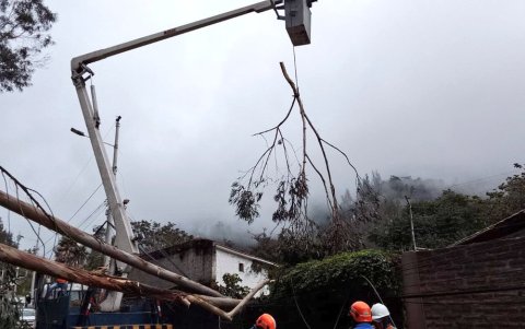 Trabajadores de la Epmmop trasladaron una grúa para remover el árbol.