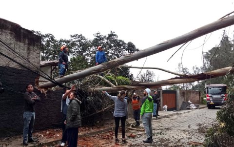 El árbol cayó sobre una vivienda y bloqueó el paso vehicular en la av. Los Conquistadores, en Guápulo, nororiente de Quito.