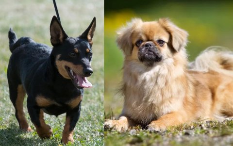 Las razas Lancashire heeler y Spaniel tibetano viven, en promedio, 15 o más años.