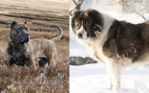 Presa canario (izquierda) y Pastor caucásico (derecha) son los perros, según el estudio, que viven menos años.