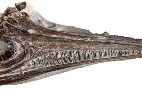 Cráneo del fósil encontrado. Un equipo internacional, en el que se integran investigadores del grupo Aragosaurus-IUCA de la Universidad de Zaragoza