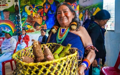 La yuca es parte de las semillas que los shuar comparten la comunidad de Macuma.