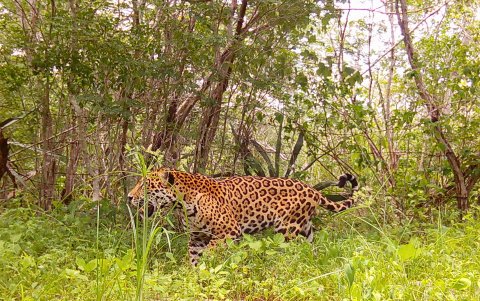 Fotografía sin fechar cedida por Tech4Nature, donde se observa a un ejemplar de Jaguar (Panthera onca), en la reserva de Dizlam de Bravo.