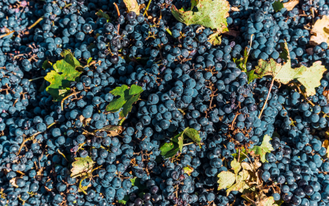 Uvas Malbec en cosecha en Mendoza.