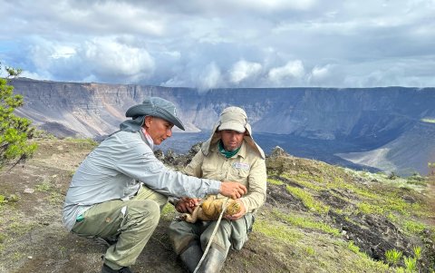 Expedición en el volcán Wolf.