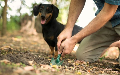 La Unidad de Bienestar Animal impulsa una campaña para combatir los excrementos de perro en los espacios públicos.