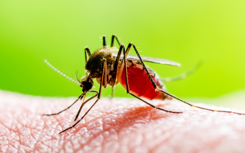 Miles de devotos ecuatorianos caminaron hacia Ipiales durante Semana Santa, pese a la alerta sanitaria por fiebre amarilla.