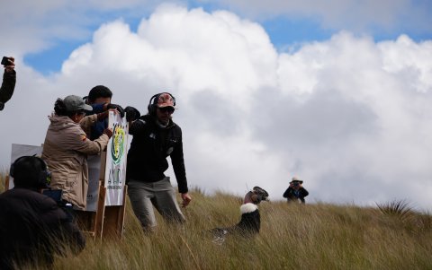 Valentino será monitoreado por un rastreador satelital que se le colocó en el ala.
