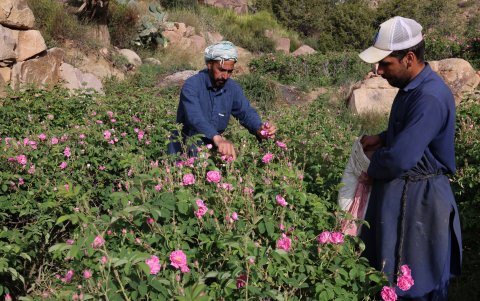 Cada primavera, las rosas florecen en Taif, transformando zonas del vasto paisaje desértico del reino en fragantes zonas rosadas.
