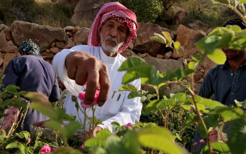 Khalafallah Altalhi, propietario de una granja de rosas, cosecha rosas Damascenas (Damasco), utilizadas para producir agua y aceite de rosas, en la ciudad de Taif, al oeste de Arabia Saudita.