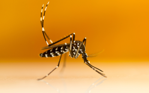 Mosquito Aedes aegypti, principal vector transmisor de la fiebre amarilla, común en zonas tropicales y selváticas.