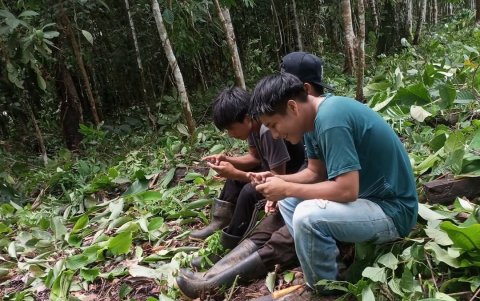 En Morona los jóvenes particpan de las mingas ancestrales.