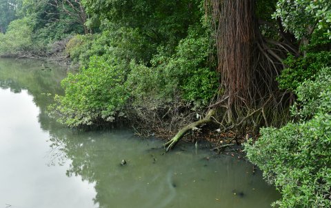 Los sedimentos son mejor percibidos cuando la marea baja. El problema es más agudo en el puente entre Urdesa y Miraflores.