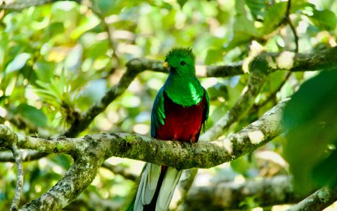 En Chiriquí se puede avistar el Quetzal, un ave tropical tan sagrada como bella.
