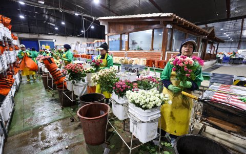El 29 de abril de 2025, en el sector de El Quinche (Ecuador), trabajadores se encargan de seleccionar flores en el cultivo Esmeralda Farms.