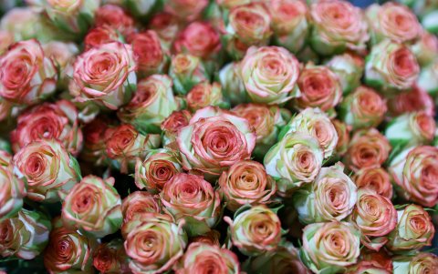 Fotografía de rosas en la florícola Esmeralda Farms, el 29 de abril de 2025 en el sector del Quinche (Ecuador).