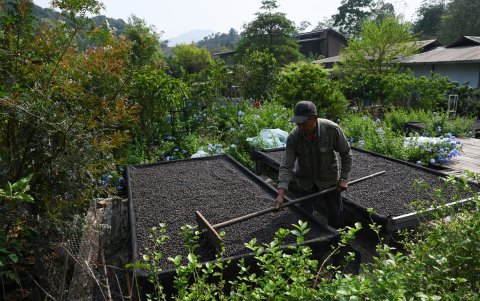 Un trabajador rastrillando granos de café durante el proceso de secado en la plantación de café Xiaowazi, o Pequeño Hueco, en Pu’er, en la provincia de Yunnan, en el suroeste de China.