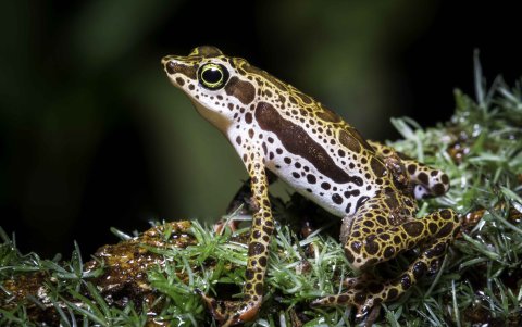 En México también está documentada su utilización en la medicina tradicional