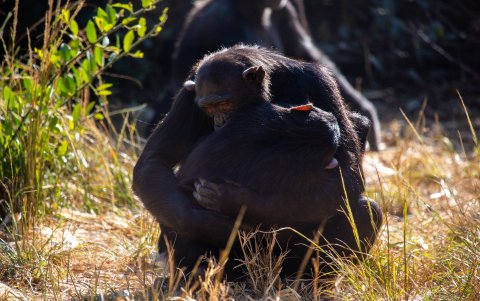Unos chimpancés se abrazan para consolarse.