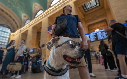 na persona con un perro posa en la estación Grand Central en Manhattan este sábado, en Nueva York (Estados Unidos)
